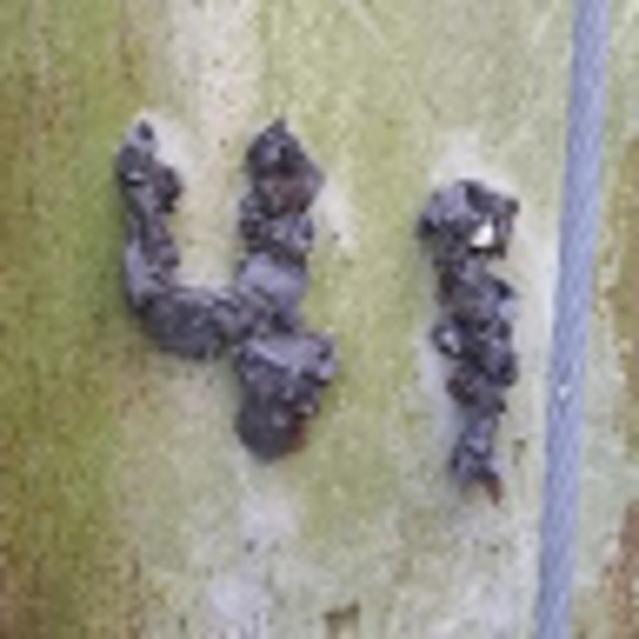 Meet your Posher, Goatt - Picture 1 of 1